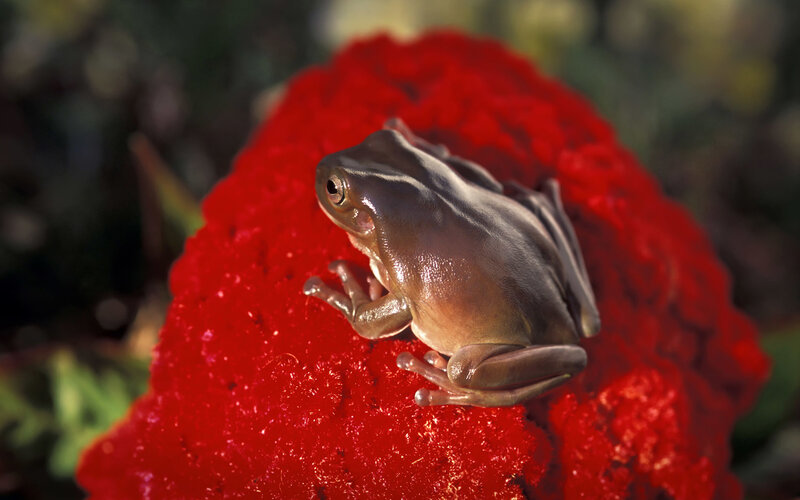 Brown Tree Frog — Red, Natural