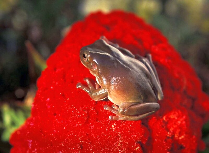 Brown Tree Frog — Red