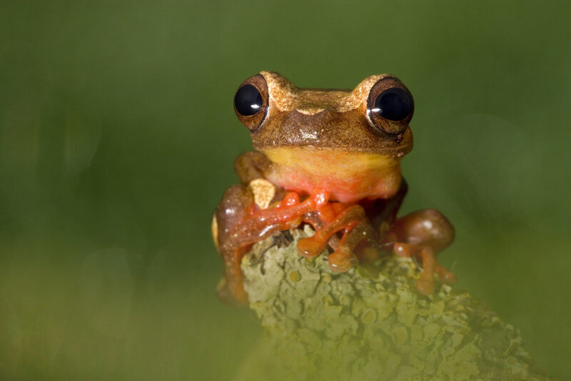 Brown Tree Frog