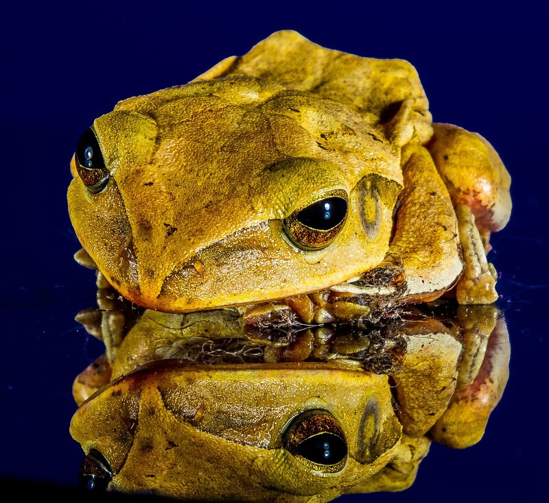 Brown Tree Frog — Yellow