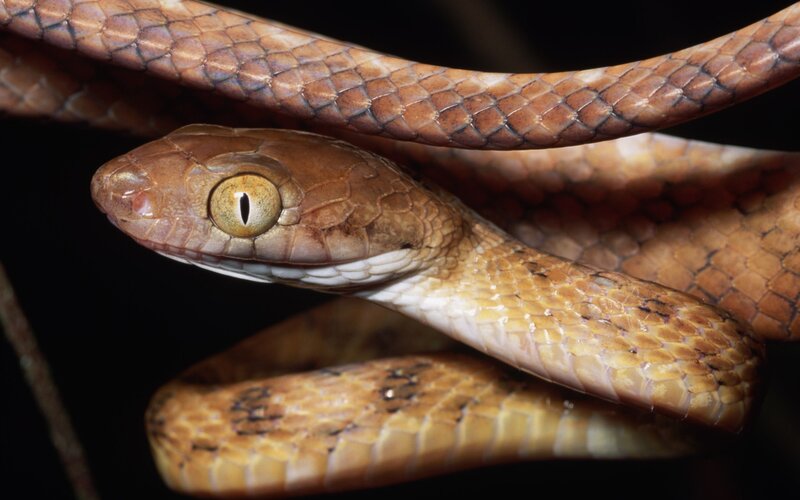 brown tree snake close-up
