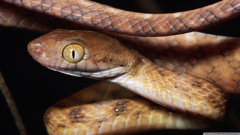 Brown Tree Snake