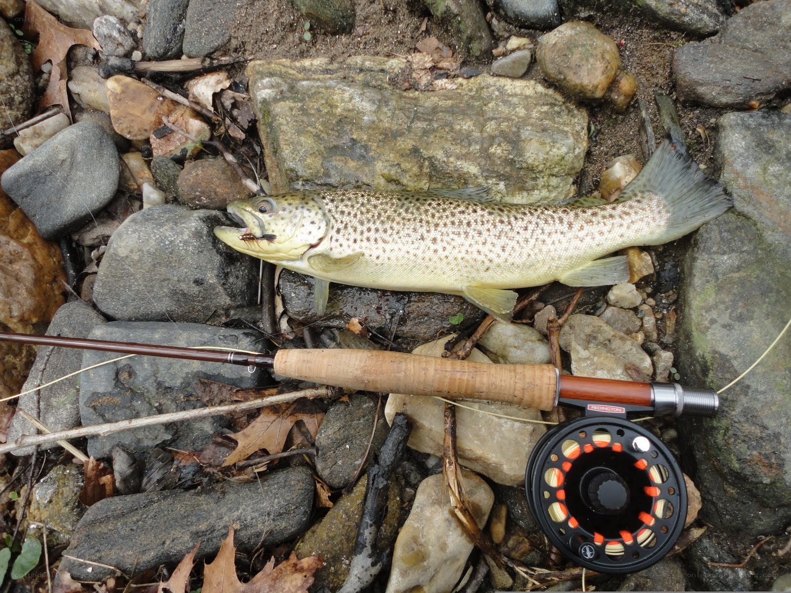 Brown trout caught on fly rod