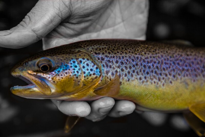 Brown Trout Fish