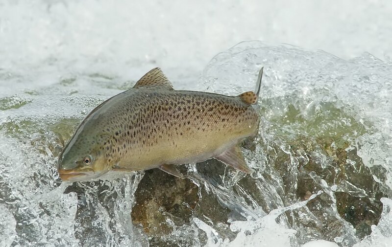 Brown Trout in River