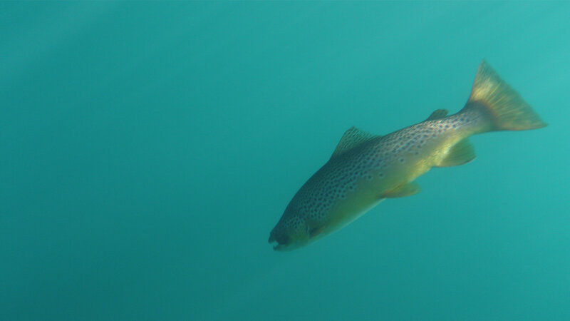 Brown trout swimming underwater