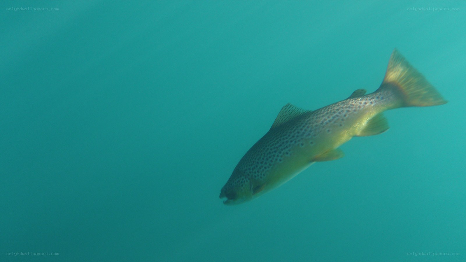 Brown trout swimming underwater