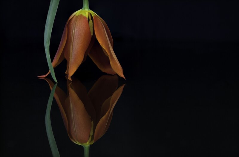 Brown Tulip Flower