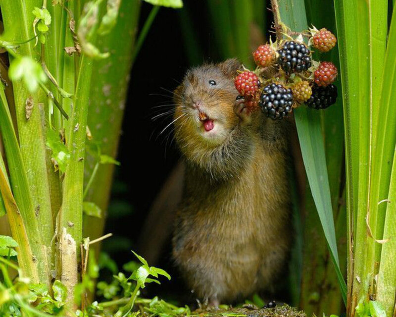 Brown Vole Eating Berries