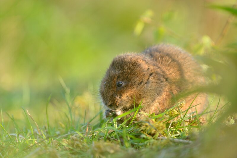Brown Vole in Grass