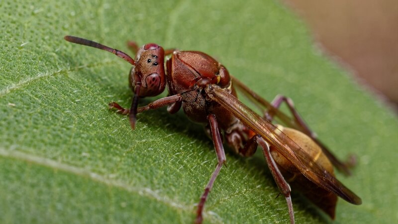 Brown Wasp on Leaf