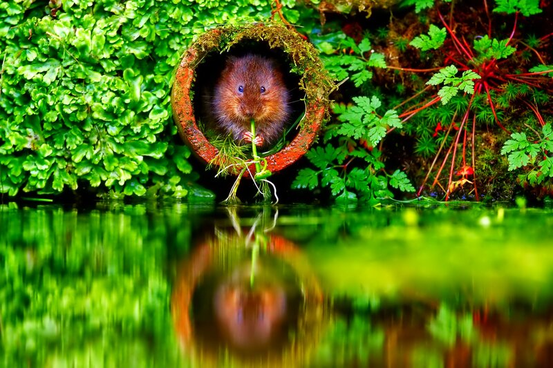 Brown Water Vole