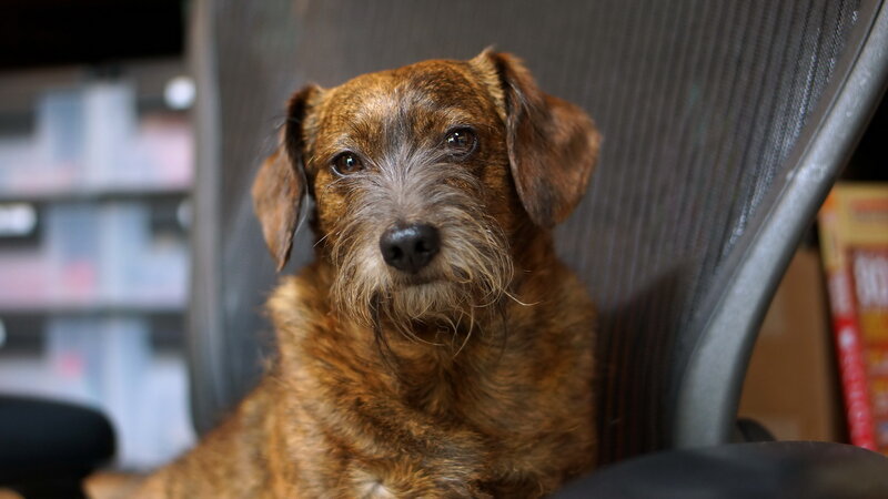 Brown Wire-haired Dog — Calm