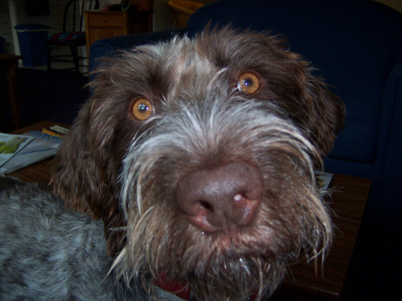 Brown Wire-haired Dog