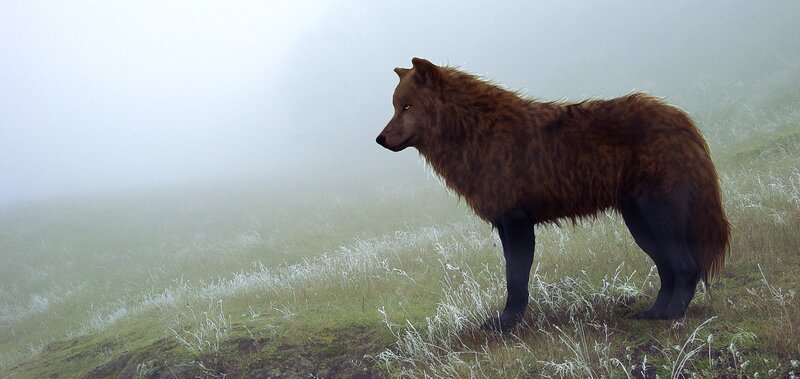 Brown Wolf in Fog