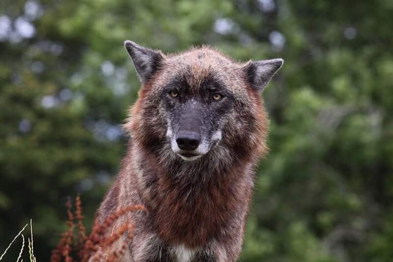 Brown Wolf in Forest — Alert