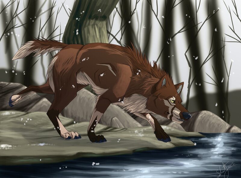 Brown Wolf in Forest — Dramatic