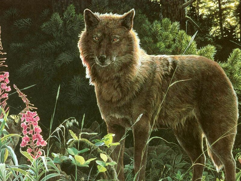 Brown Wolf in Forest — Natural