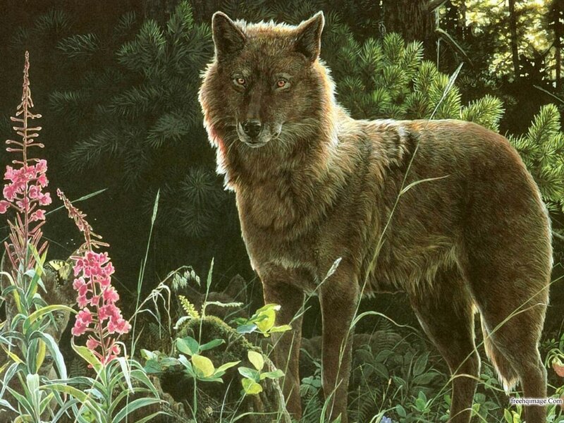 Brown Wolf in Forest