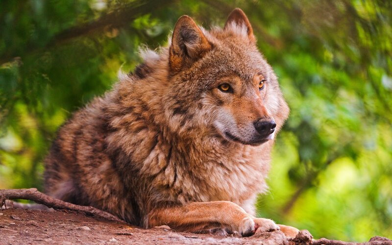 Brown Wolf Lying Down — Calm, Afternoon