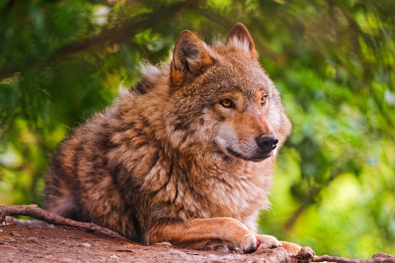 Brown Wolf Lying Down — Calm