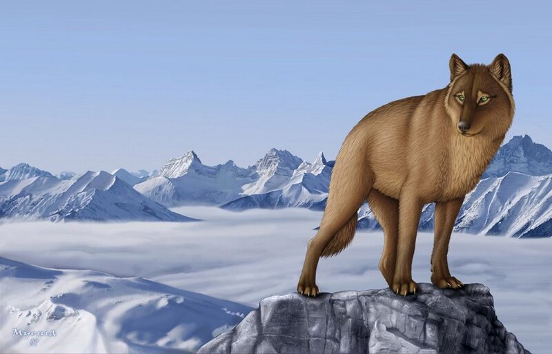 Brown Wolf on Rock