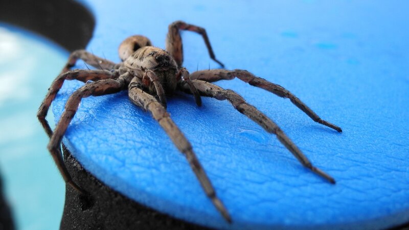 Brown Wolf Spider — Blue
