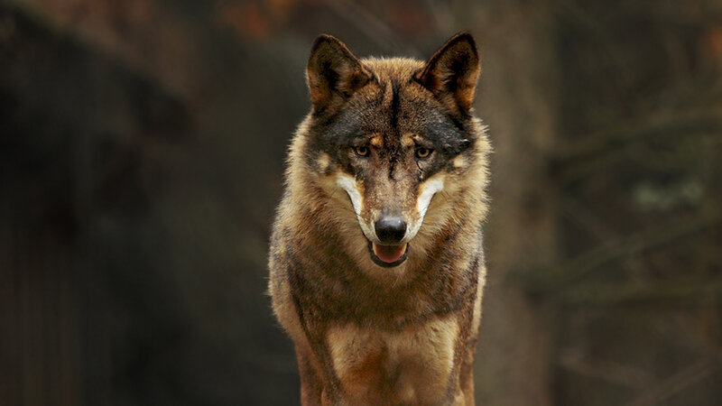 Brown Wolf Standing — Intense