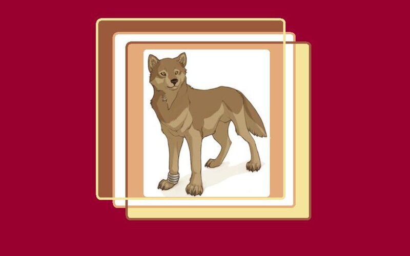 Brown Wolf Standing