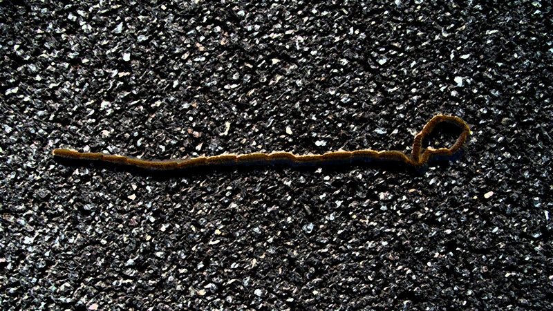 Brown Worm on Asphalt