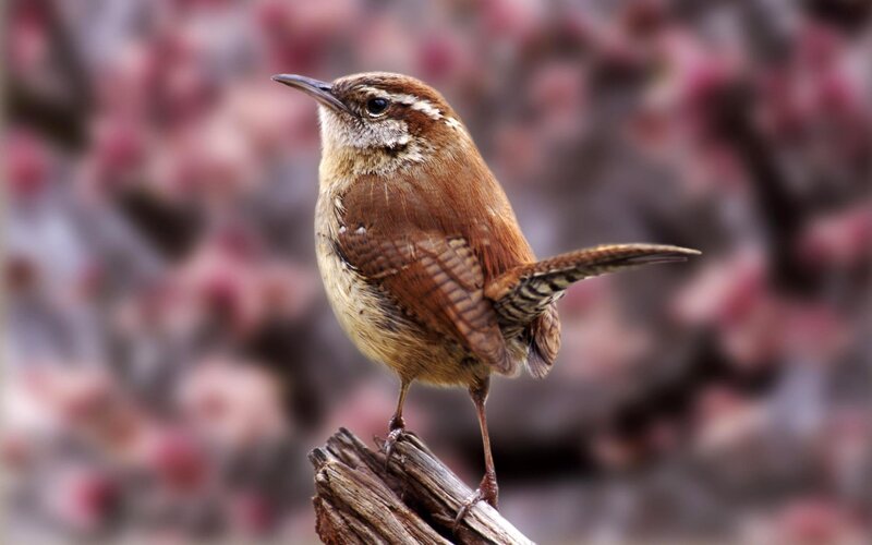 Brown Wren Bird — Calm, Spring, Photograph