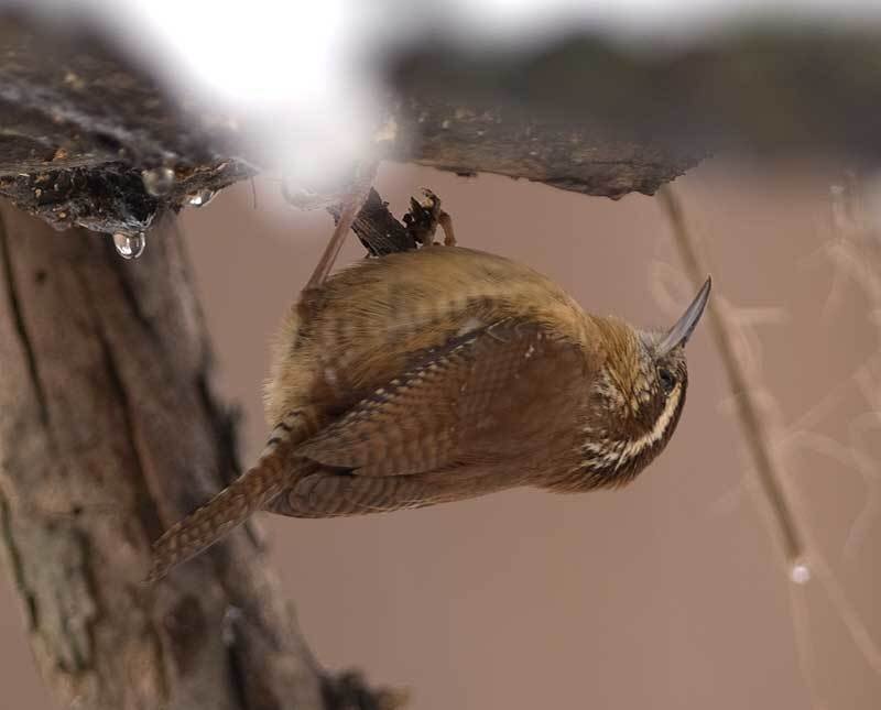 Brown Wren on Branch