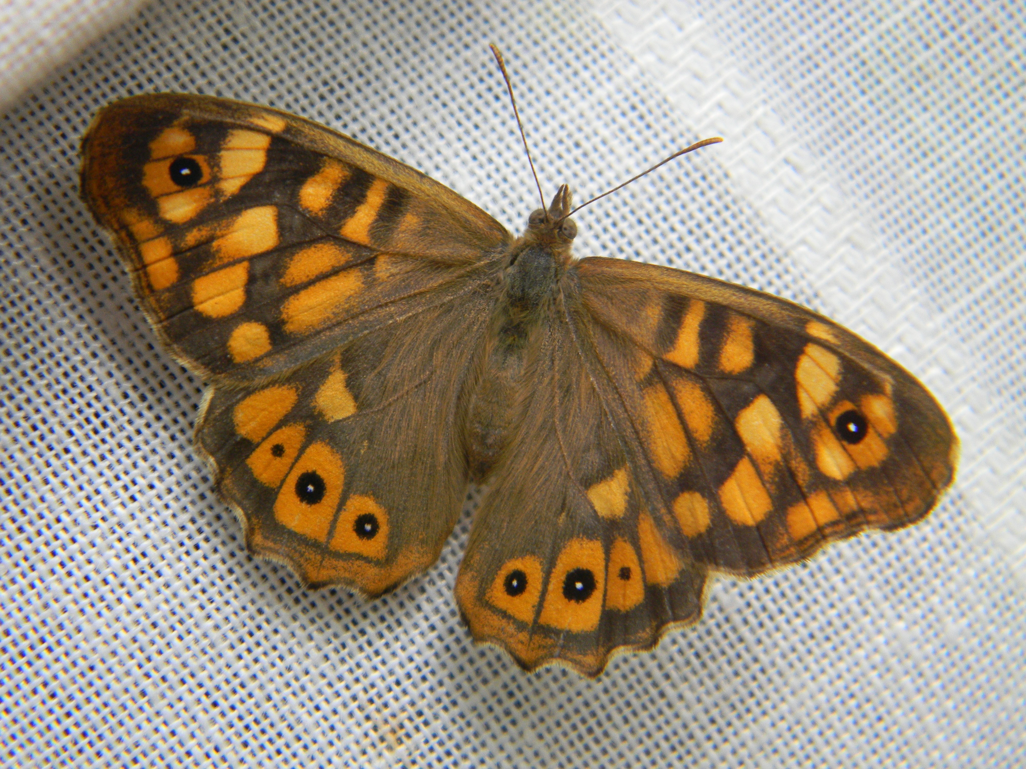 browns and oranges butterfly