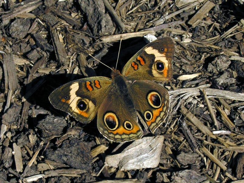 Brownsided Butterfly — Brown, Calm