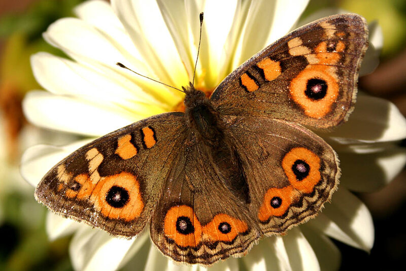 Brownsided Butterfly — Brown