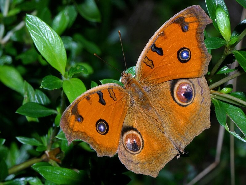 Brownsided Butterfly — Orange