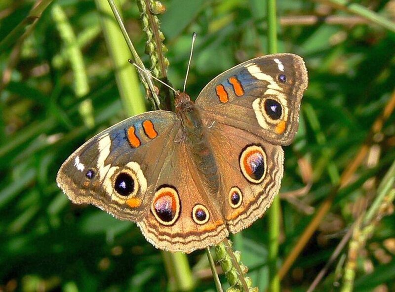Brownsided Butterfly
