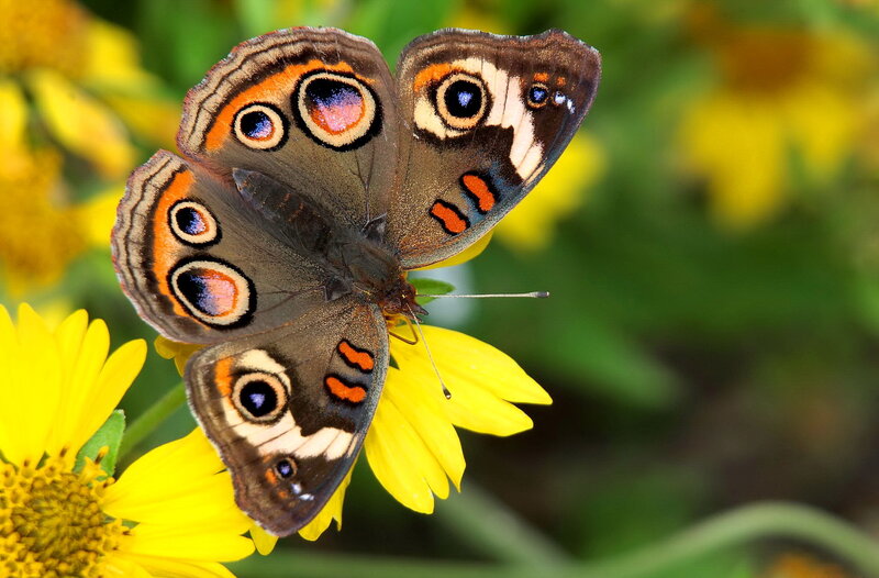 Brownsided Butterfly — Yellow