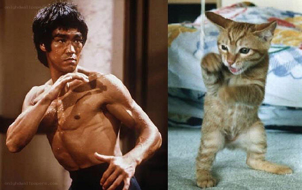 Bruce Lee and a cat mimicking him