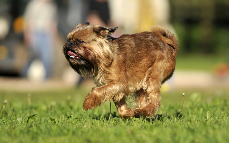 Brussels Griffon Dog — Brown, Active