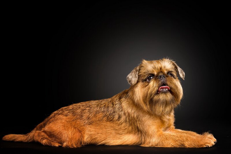 Brussels Griffon Dog — Brown, Dramatic, Photograph