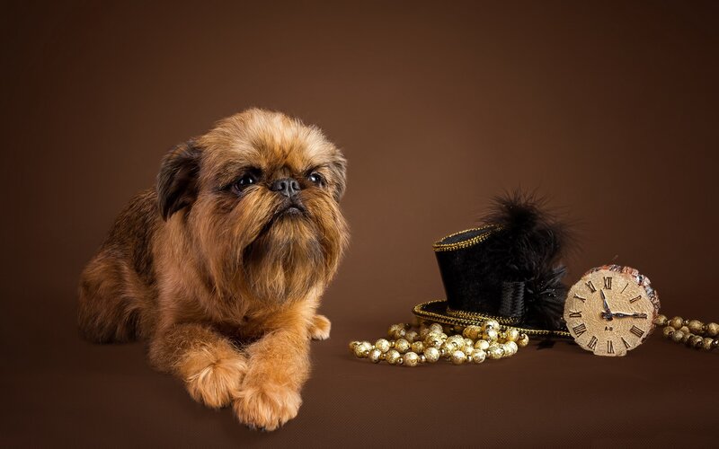 Brussels Griffon Dog — Brown, Dramatic