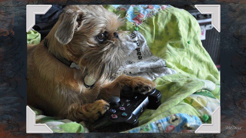 Brussels Griffon Dog — Green