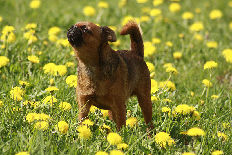 Brussels Griffon Dog