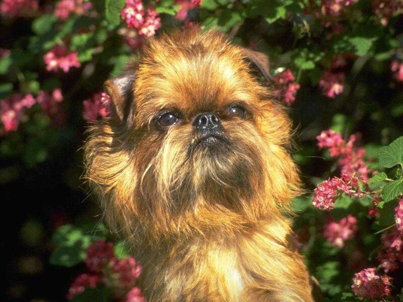 Brussels Griffon in flowers