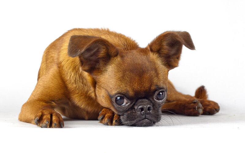 Brussels Griffon Puppy — Brown