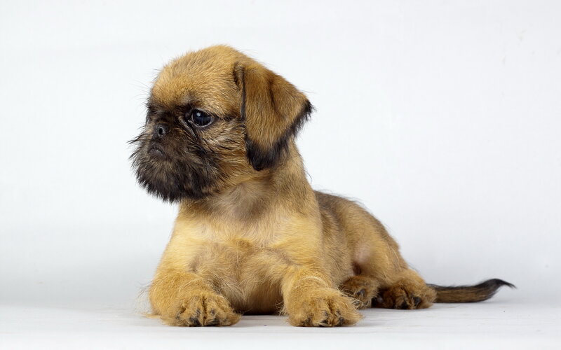 Brussels Griffon Puppy