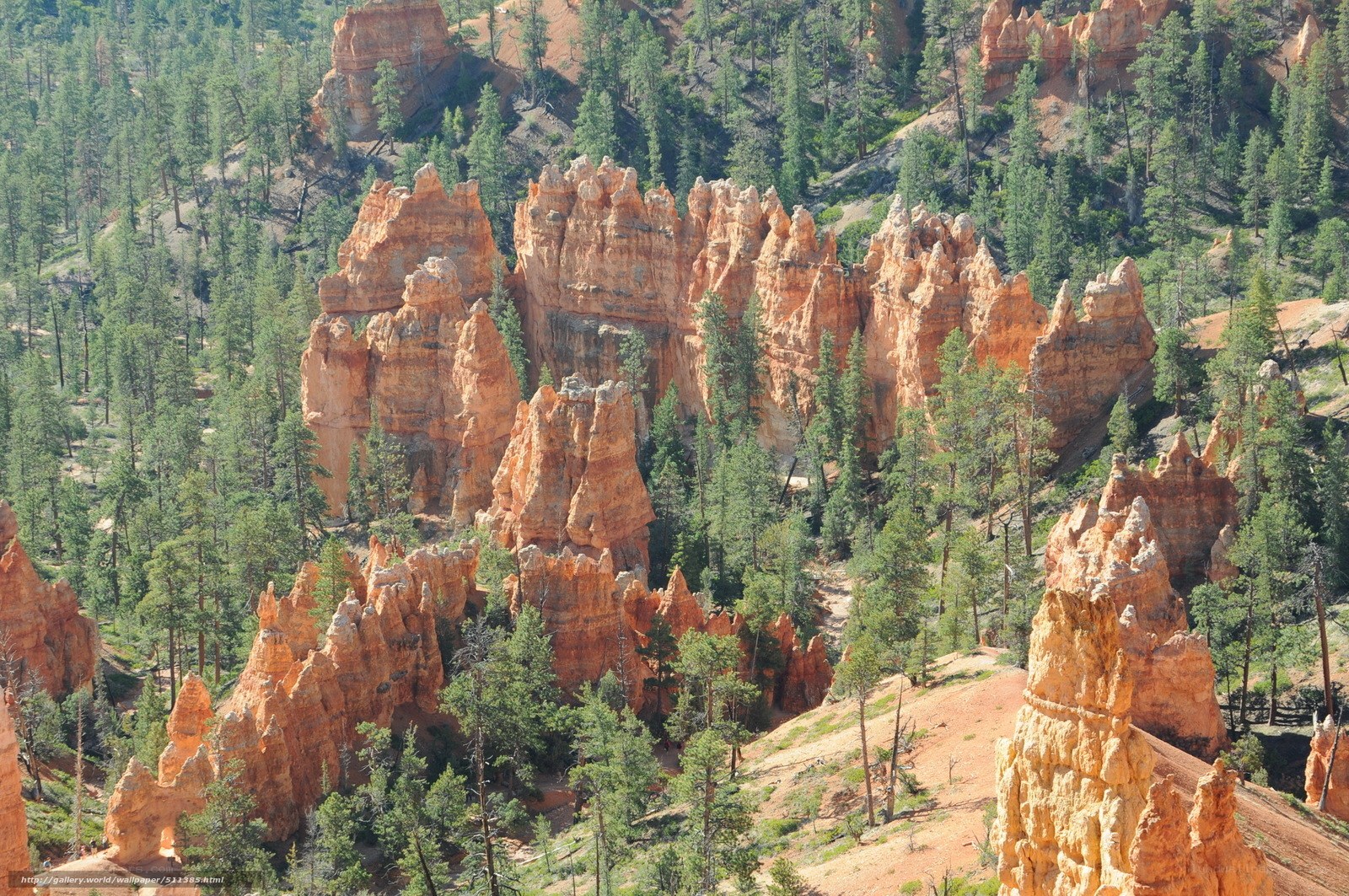 Bryce Canyon hoodoos