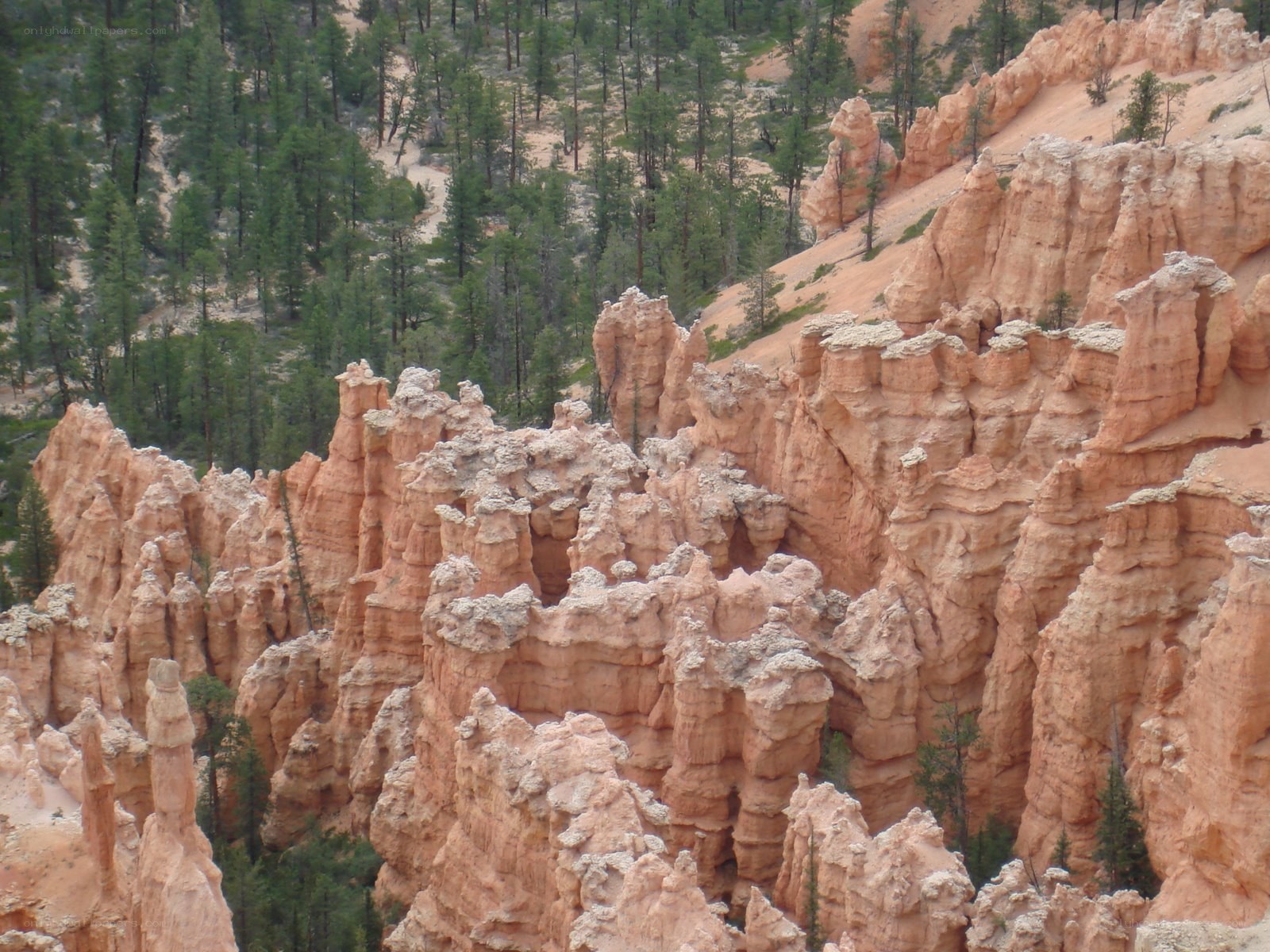Bryce Canyon hoodoos