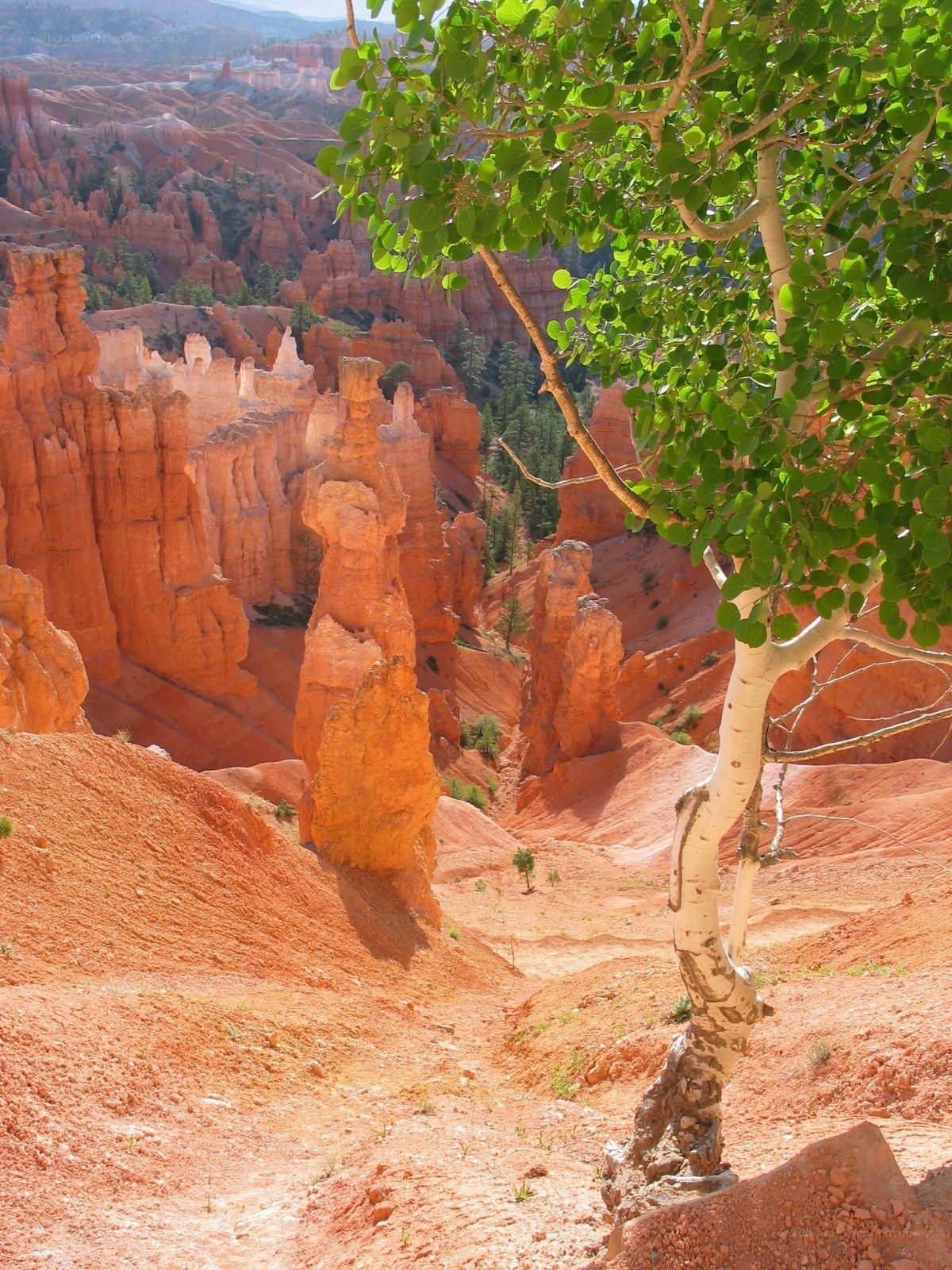 Bryce Canyon hoodoos